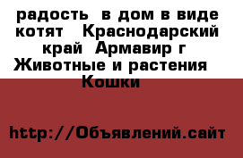 радость  в дом в виде котят - Краснодарский край, Армавир г. Животные и растения » Кошки   